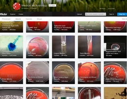Medical Microbiology med micro photostream